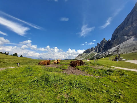 Group of brown cattle grazing in a lush green alpine meadow with dramatic mountain cliffs and blue sky