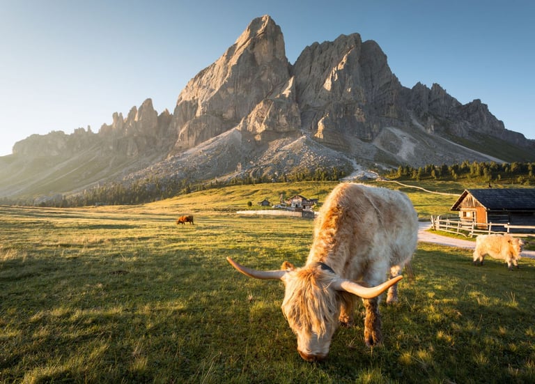 Goat grazing in alpine meadow with dramatic rocky mountain peaks and wooden barn in background