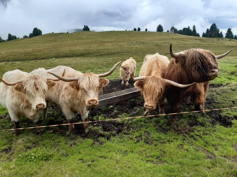 Group of long-horned cattle including cream and brown colored animals eating from a feeder trough in a grassy field